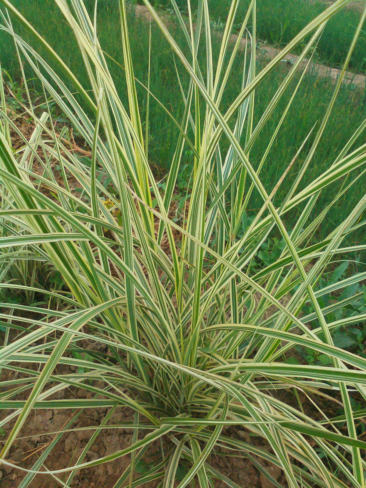 北京花园园艺 多年生宿根花园庭院观赏草植物 花叶芒盆栽苗耐寒