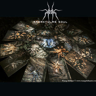 捕鸟蛛明信片-TS爬魂 Postcard I(20种/套)