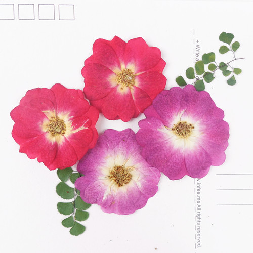 月季花  押花压花干花 天然干花手机壳 植物教学标本8朵,家居饰品,干花/花瓣/干花包/干树枝,淘宝优惠券,粉丝福利购,淘宝优惠卷