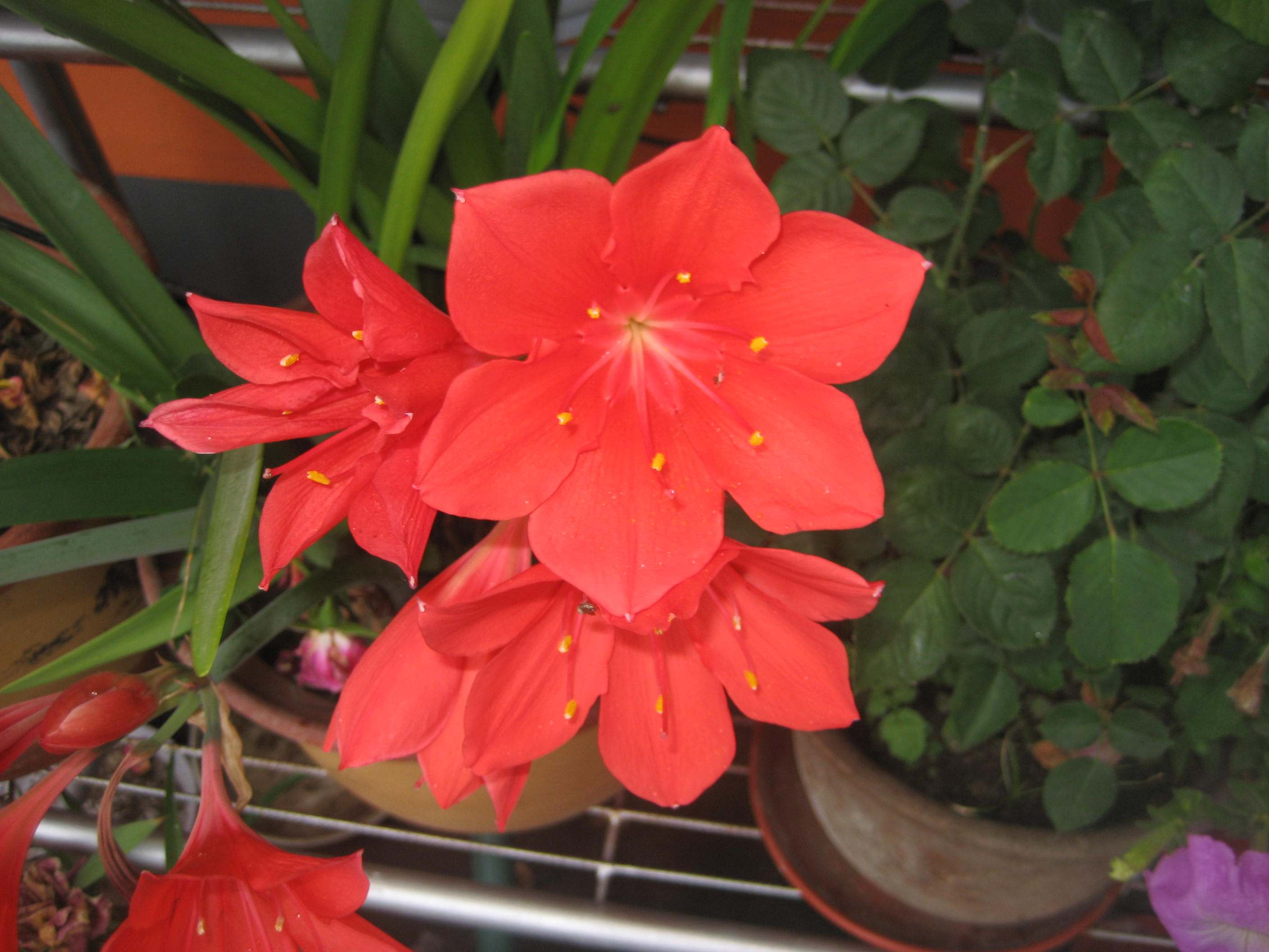 紫根兰百合植物花卉满50包邮
