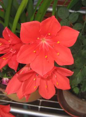 紫根兰百合植物花卉满50包邮