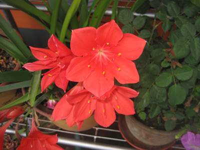 紫根兰百合植物花卉满50包邮