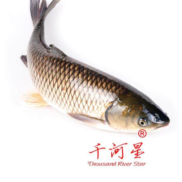 山河星泉水鱼草鱼肉九龙湖土鱼脘鱼火锅水煮活鱼福建三明清流星鱼,水产肉类/新鲜蔬果/熟食,淡水鱼类,淘宝优惠券,粉丝福利购,淘宝优惠卷