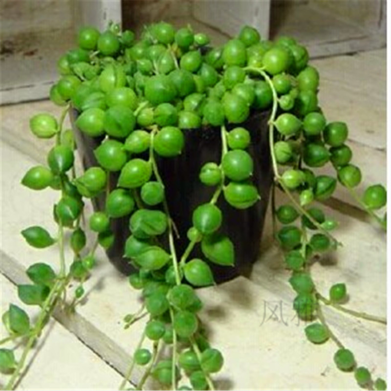 多肉植物珍珠吊兰 情人泪 佛珠防辐射桌面盆栽化空气多肉