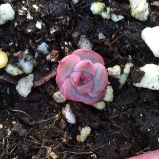 多肉植物 韩国进口多肉玫瑰夫人多肉贵货正版 叶插苗 小苗 实生苗