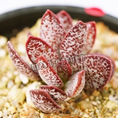 赤兔水泡多肉 叶片 叶插苗 赤兔水泡 赤兔多肉植物老桩 一物一拍