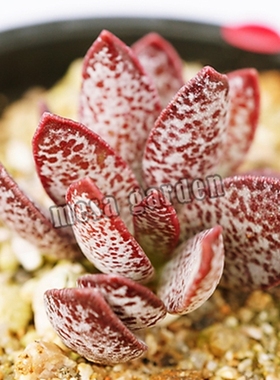 赤兔水泡 赤兔水泡多肉 叶片 叶插苗 赤兔多肉植物老桩 一物一拍