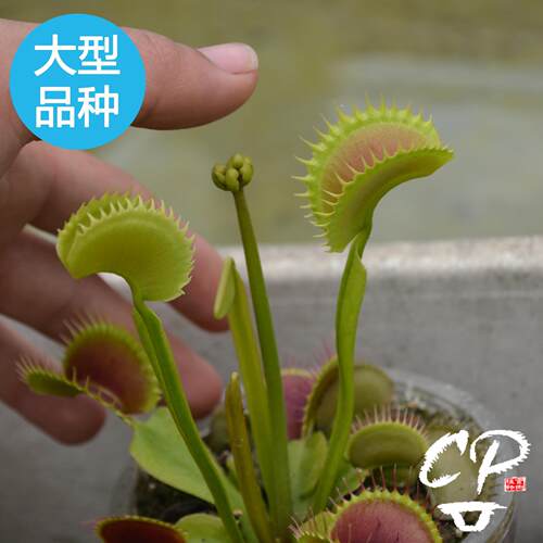 食人花盆栽价格 食人花盆栽图片 星期三