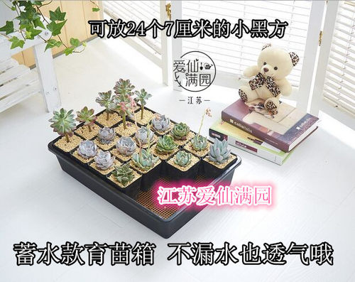 2套起包邮-蓄水育苗箱 多肉花盆蓄水箱 黑方套餐组合 可侵盆 - 封面
