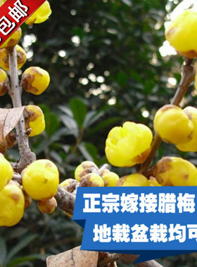 树桩盆景冬季耐寒庭院腊梅花包邮