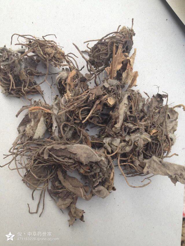 中药材兔耳风    罗汉草走马丹反背红红筋草