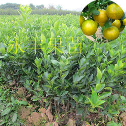 包邮带土果树苗皇帝桔苗皇妃贡柑苗柑苗嫁接砂糖桔苗可盆栽