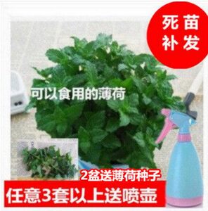 驱蚊草十大品牌排行榜
