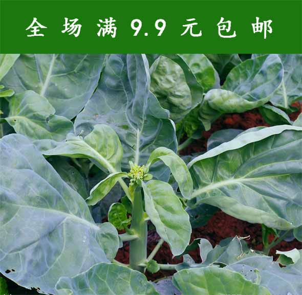 芥蓝种子 芥兰蔬菜种子 阳台种菜 盆栽蔬菜籽 四季播 600粒