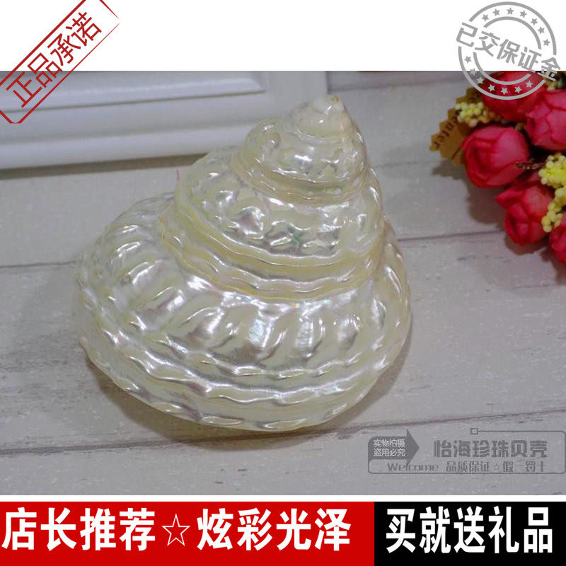 荧光珍珠塔螺 夜光塔螺 天然贝壳海螺海星 标本螺 收藏品 摆设