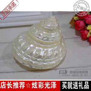 荧光珍珠塔螺 夜光塔螺 天然贝壳海螺海星 标本螺 收藏品 摆设