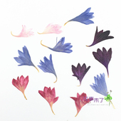 矢车菊 花事未了flower 植物标本 diy滴胶干花手机壳 押花压花