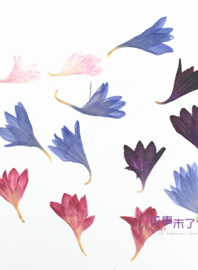 矢车菊diy滴胶干花手机植物标本