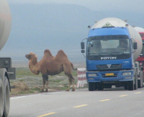 活体骆驼  不是羊驼 骆驼 mongolia  camel