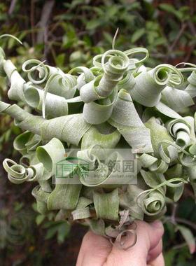 展示 空气凤梨 Tillandsia Streptophylla Guat. 危地马拉卷