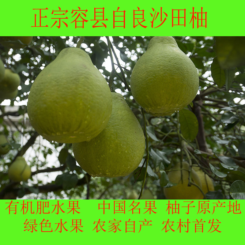 广西特产正宗容县沙田柚自家果园有机肥水果正宗容县自良沙田柚