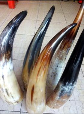 特价天然非洲牛角架摆设