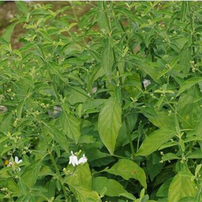 正宗白鹤灵芝鲜叶灵芝草鲜叶白鹤灵芝草癣草大叶灵芝草鲜叶持价