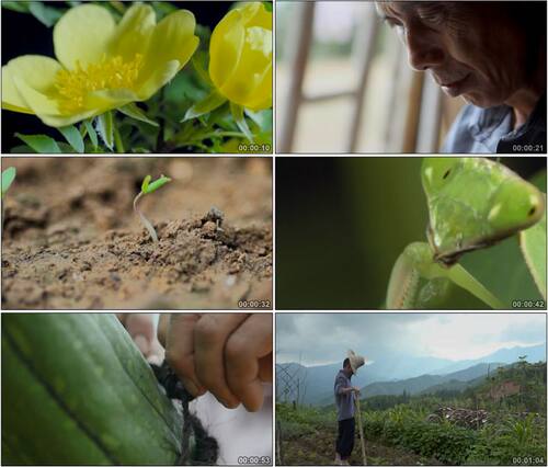 农业劳作耕种播种施肥收获/鲜花发芽成长开花高清实拍视频素材