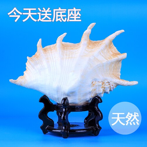 天然海螺贝壳工艺品摆件装饰品