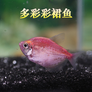 七彩裙鱼10条装 灯火鱼玻璃热带淡水鱼小型鱼活体群游扯旗宠物鱼