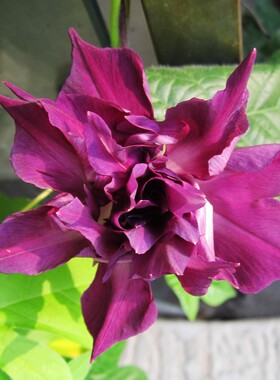 红鸠牡丹生物牵牛花户外