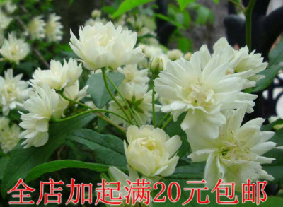 木香花苗爬藤植物植物阳台攀援