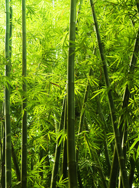 高清竹林竹子海报自然风景大幅绿色植物壁画装饰墙画海报定制F25