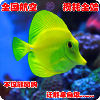 拍下选货黄金倒吊观赏青魔海水鱼