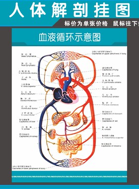 人体解剖海报 血液循环示意图 肌肉骨骼神经血管分布挂图展板64