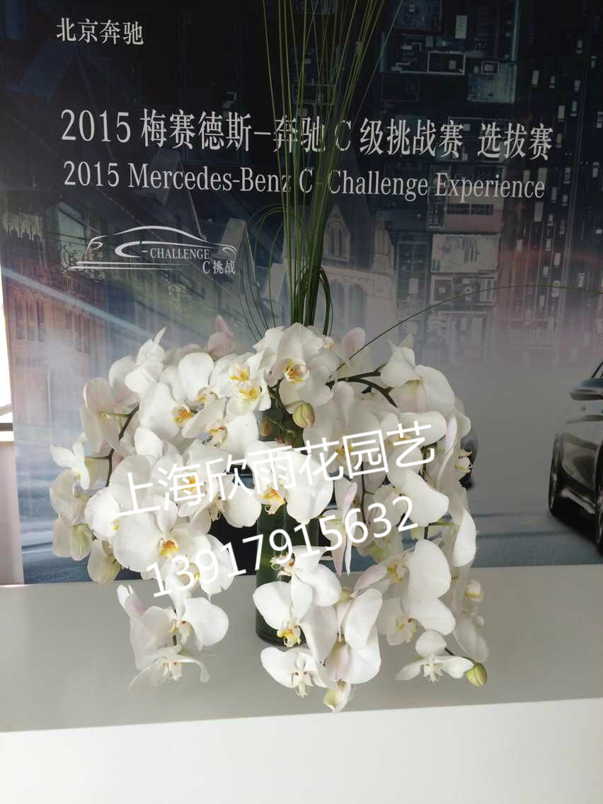 高档台花 前台花 蝴蝶兰台花 商务鲜花 上海鲜花速递  会议鲜花