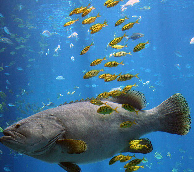 拍下选货 顺丰报损 黄金参 海水鱼活体珊瑚滤食群游