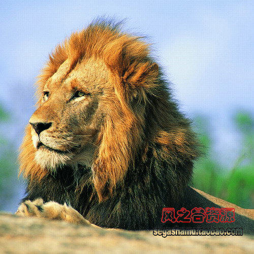 ps设计 摄影素材图库 野生动物 狮子 老虎 豹 图片248张促销