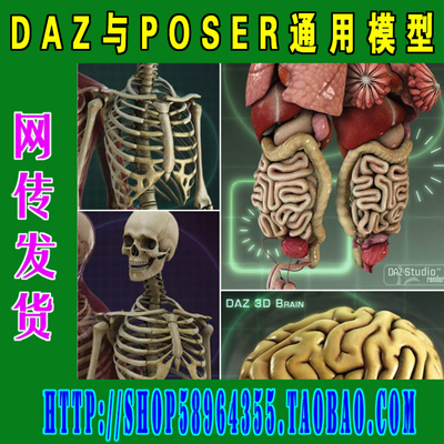 Poser模型专集——Anatomy Starter Bundle骨骼内脏肌肉(3M-063)