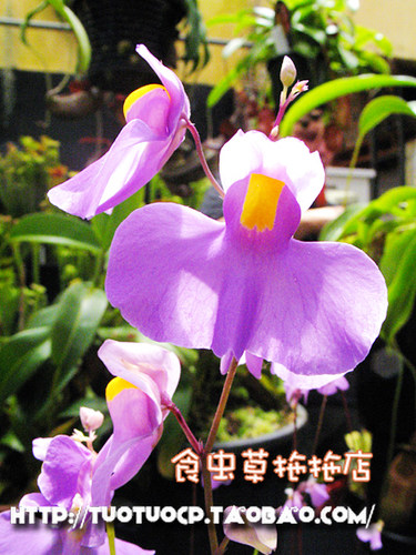 盆栽食虫植物长叶狸藻附生花很大