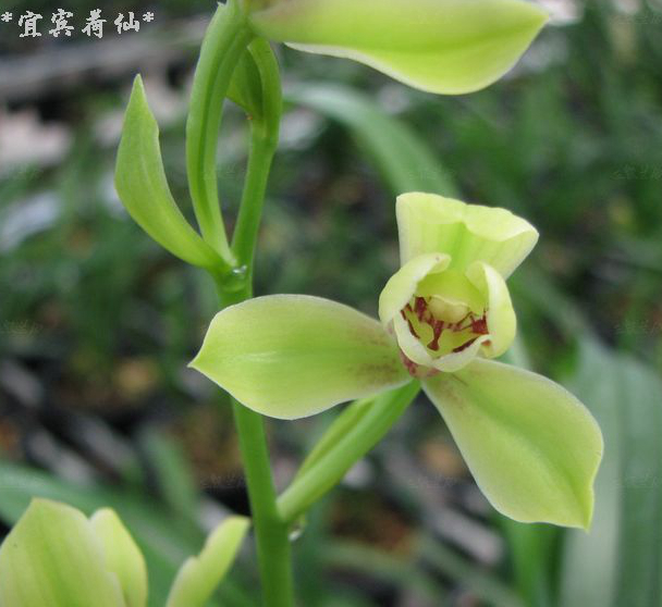 带叶芽 宜宾荷仙 四季兰 建兰 兰花  经典荷仙 花多出架高 花香浓