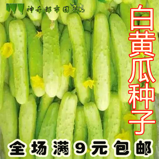 黄瓜种子菜种子四季播农家蔬菜白黄瓜种籽农家老黄瓜种子海阳白玉