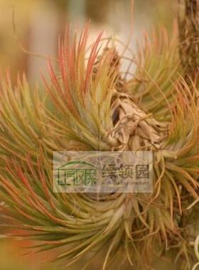 空气凤梨【展示】T.' Paul T'（ionantha x funckiana)精灵x狐尾