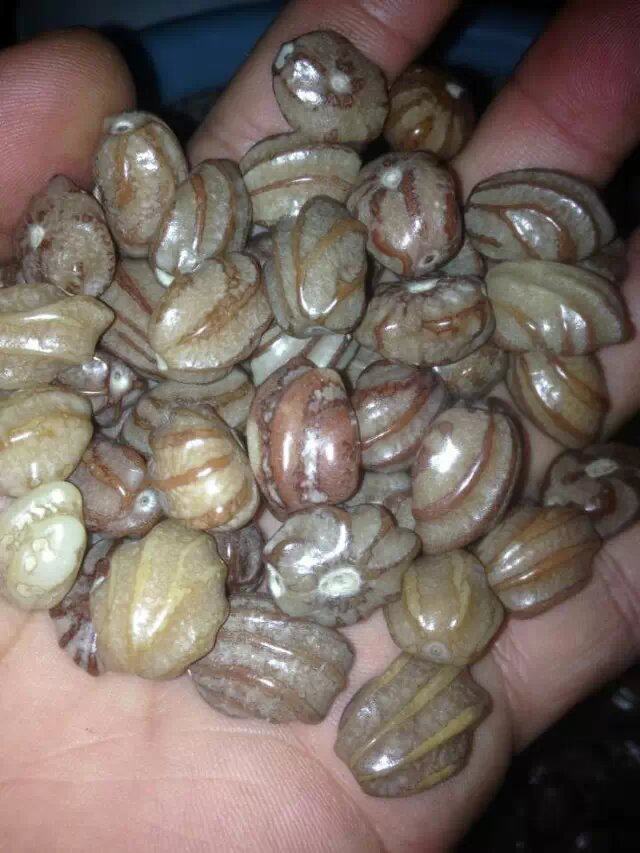 纯天然龙骨菩提子念珠佛珠佛手菩提 手串散珠 稀有珍藏108颗diy