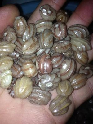 纯天然龙骨龙脊菩提子念珠佛珠佛手菩提 手串散珠 稀有珍藏108颗