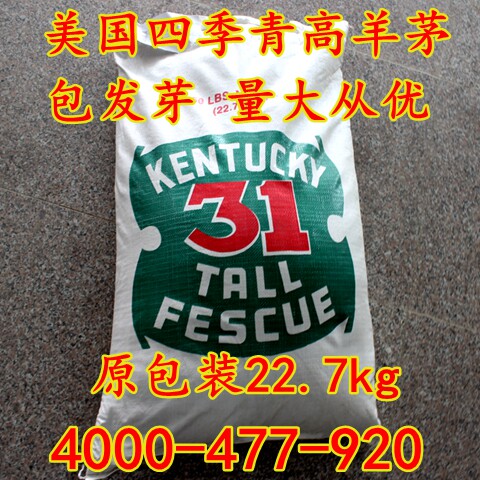 牧草美国护坡王春播包邮高羊茅