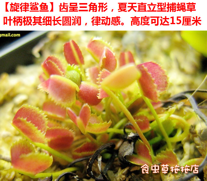 食虫植物 旋律鲨鱼捕蝇草  特色高端 捕蝇草 种好发货