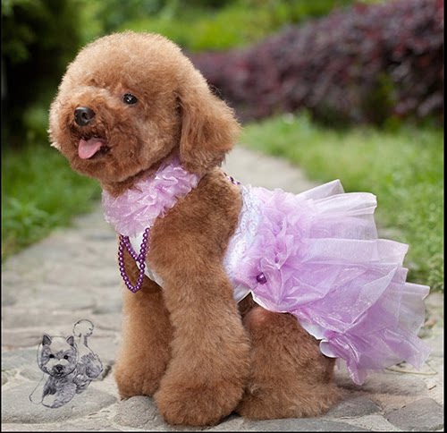 宠物公主款衣服秋冬装泰迪比熊宠物衣服裙子婚纱狗狗夏天用品