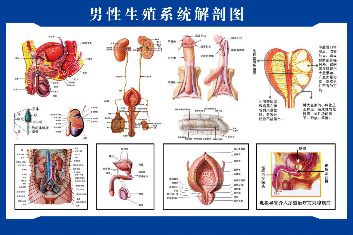 756海报印制展板写真喷绘807中医经络图内脏分部图人体构造图