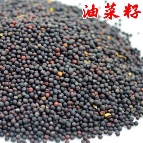 新鲜虎皮玉鸟250g油菜籽